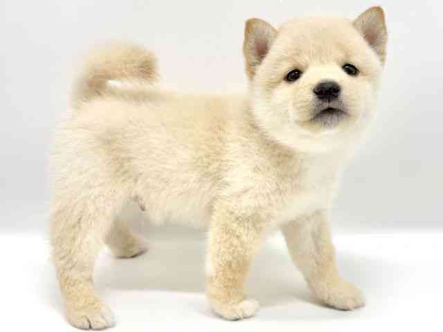 大阪府の柴犬(標準サイズ) (ひごペットフレンドリーイオンタウン豊中庄内店/2025年6月30日生まれ/男の子/白)の子犬の3枚目の画像