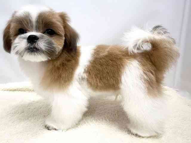 広島県のマルズー/マルシーズ(マルチーズ×シーズー) (ひごペットフレンドリーゆめタウン廿日市店/2025年6月30日生まれ/男の子/ゴールドホワイト)の子犬の3枚目の画像