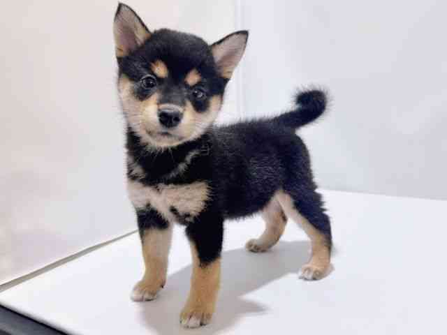 大阪府の柴犬(標準サイズ) (ひごペットフレンドリーイズミヤショッピングセンター千里丘店/2025年7月5日生まれ/女の子/黒)の子犬の3枚目の画像