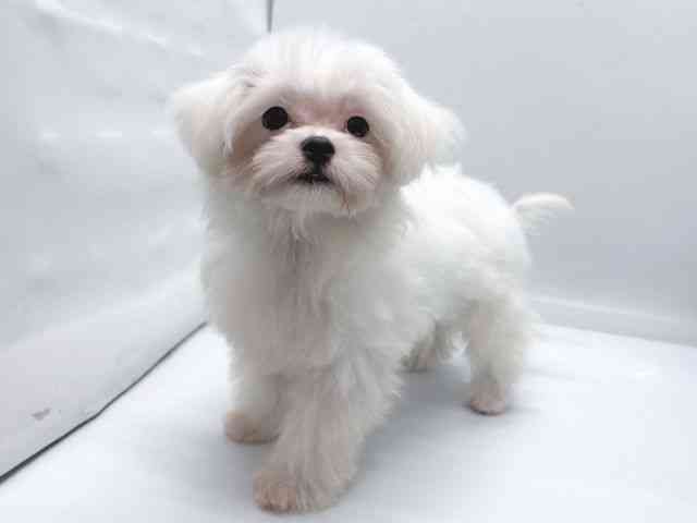 京都府のマルチーズ (ひごペットフレンドリー京都店/2025年7月5日生まれ/男の子/ホワイト)の子犬の3枚目の画像