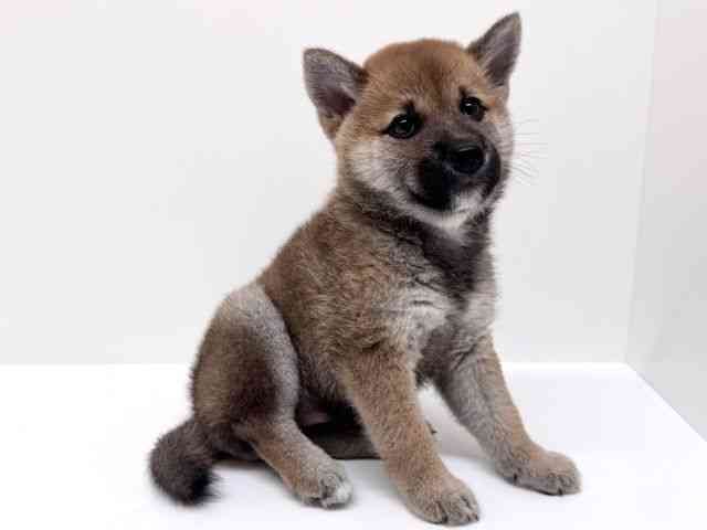 兵庫県の柴犬(標準サイズ) (ひごペットフレンドリーブルメールHAT神戸店/2025年7月7日生まれ/男の子/赤)の子犬の3枚目の画像