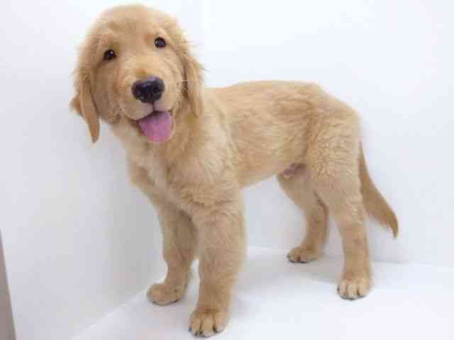 大阪府のゴールデンレトリバー (ひごペットフレンドリーいこらもーる泉佐野店/2025年7月7日生まれ/男の子/ゴールデン)の子犬の3枚目の画像