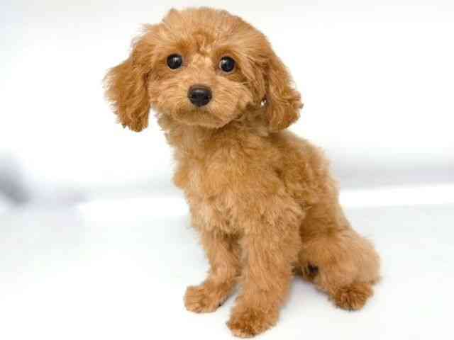 大阪府のトイプードル(トイ) (ひごペットフレンドリー岸和田店/2025年7月8日生まれ/女の子/アプリコット)の子犬の3枚目の画像