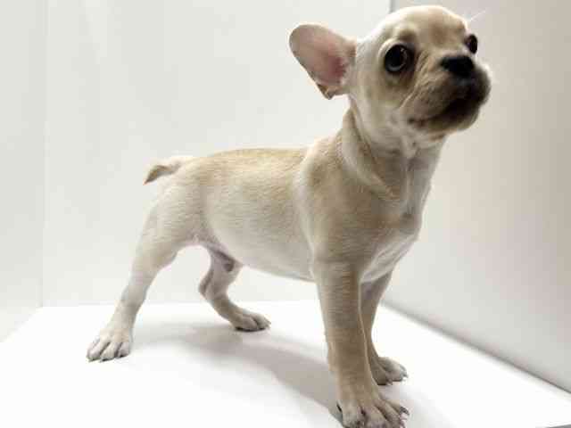 愛知県のフレンチブルドッグ (ひごペットフレンドリーららぽーと名古屋みなとアクルス店/2025年7月11日生まれ/男の子/クリーム)の子犬の3枚目の画像