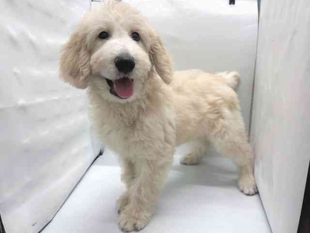 京都府のゴールデンドゥードゥル(ゴールデン×プードル) (ひごペットフレンドリー京都店/2025年7月9日生まれ/男の子/ゴールデン)の子犬の3枚目の画像