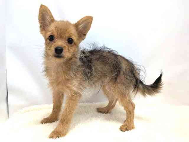 広島県のポメキー(ポメラニアン×ヨークシャーテリア) (ひごペットフレンドリーゆめタウン廿日市店/2025年7月13日生まれ/男の子/ウルフセーブル)の子犬の3枚目の画像