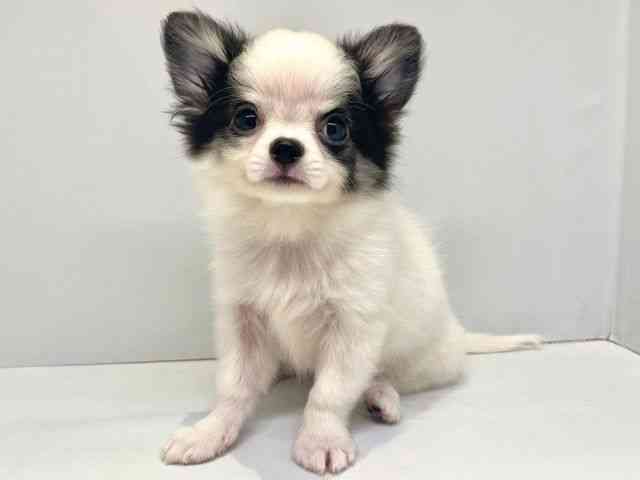 大阪府のチワワ(ロング) (ひごペットフレンドリーセブンパーク天美店/2025年7月12日生まれ/男の子/ホワイトブラック)の子犬の3枚目の画像