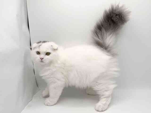 大阪府のスコティッシュフォールド (ひごペットフレンドリーみのおキューズモール店/2025年7月13日生まれ/男の子/ブルータビーホワイト)の子猫の3枚目の画像