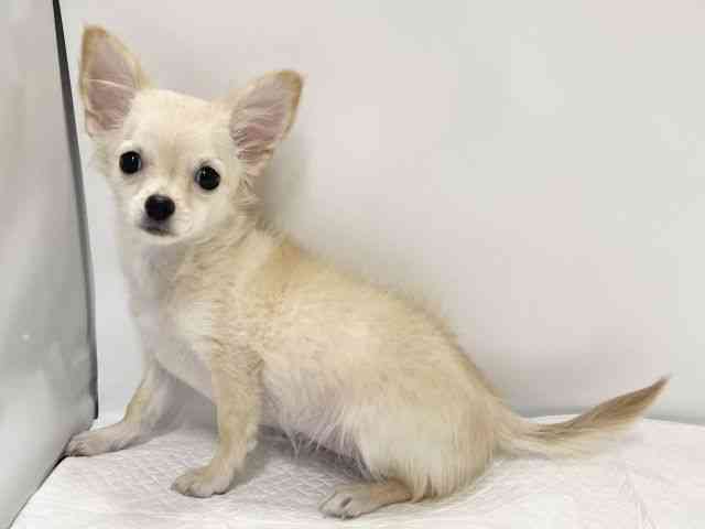 高知県のチワマル/マルチワ(チワワ×マルチーズ) (ひごペットフレンドリーイオンモール高知店/2025年7月13日生まれ/女の子/クリーム)の子犬の3枚目の画像
