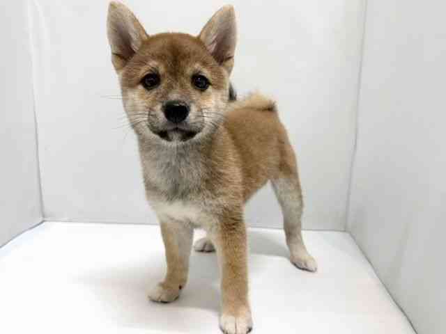 奈良県の柴犬(標準サイズ) (ひごペットフレンドリー奈良パワーシティ店/2025年7月14日生まれ/女の子/赤)の子犬の3枚目の画像