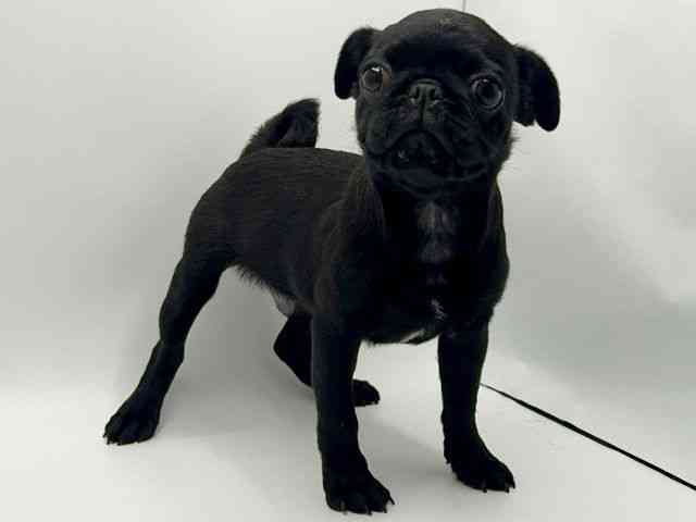 大阪府のパグ (ひごペットフレンドリーみのおキューズモール店/2025年7月16日生まれ/男の子/ブラック)の子犬の3枚目の画像