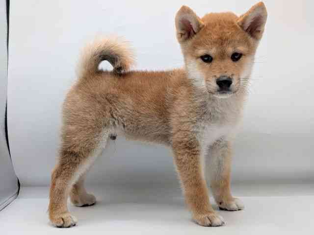 香川県の柴犬(標準サイズ) (ひごペットフレンドリーゆめタウン高松店/2025年7月19日生まれ/男の子/赤)の子犬の3枚目の画像