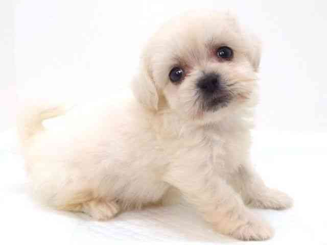 大阪府のハーフ犬・ミックス犬 (ひごペットフレンドリーいこらもーる泉佐野店/2025年7月19日生まれ/男の子/ホワイト)の子犬の3枚目の画像