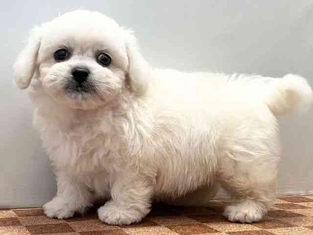 愛媛県のハーフ犬・ミックス犬 (ひごペットフレンドリーエミフルMASAKI店/2025年7月19日生まれ/男の子/ホワイト)の子犬の3枚目の画像
