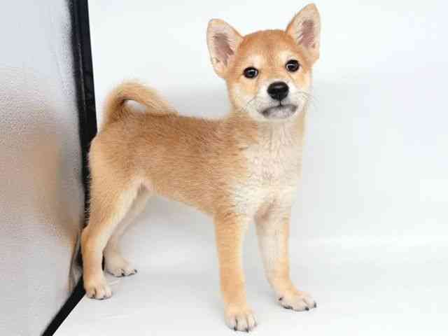 大阪府の柴犬(標準サイズ) (ひごペットフレンドリー瓜破店/2025年7月22日生まれ/女の子/赤)の子犬の3枚目の画像