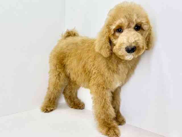 大阪府のスタンダードプードル (ひごペットフレンドリーいこらもーる泉佐野店/2025年7月21日生まれ/男の子/アプリコット)の子犬の3枚目の画像