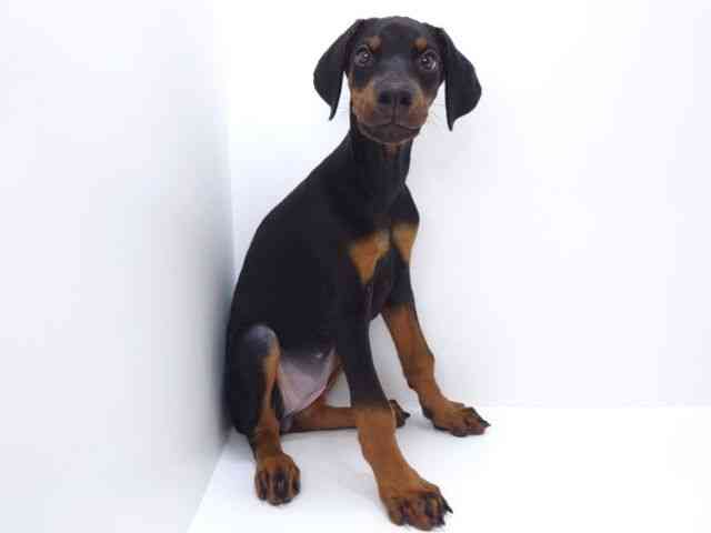 大阪府のドーベルマン (ひごペットフレンドリーいこらもーる泉佐野店/2025年7月23日生まれ/女の子/ブラックタン)の子犬の3枚目の画像