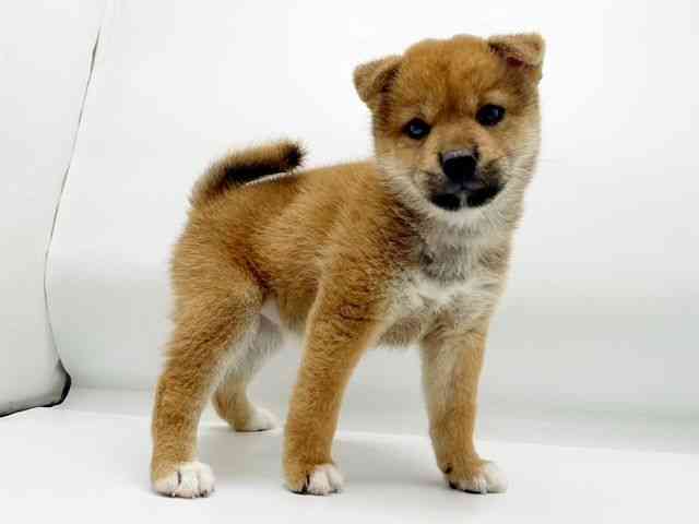 兵庫県の柴犬(標準サイズ) (ひごペットフレンドリーコロワ甲子園店/2025年7月24日生まれ/女の子/赤)の子犬の3枚目の画像
