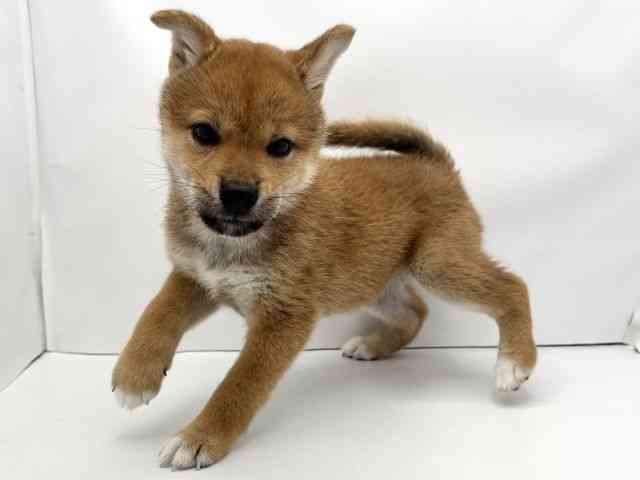 兵庫県の柴犬(標準サイズ) (ひごペットフレンドリークラウンパーク伊丹店/2025年7月24日生まれ/女の子/赤)の子犬の3枚目の画像