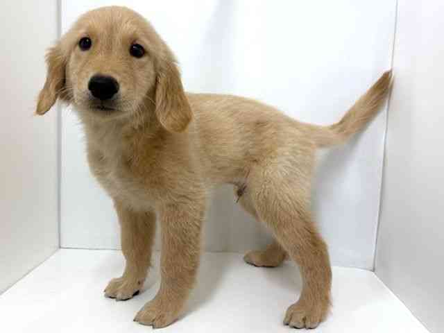 大阪府のゴールデンレトリバー (ひごペットフレンドリーベルファ2都島店/2025年7月25日生まれ/男の子/ゴールデン)の子犬の3枚目の画像