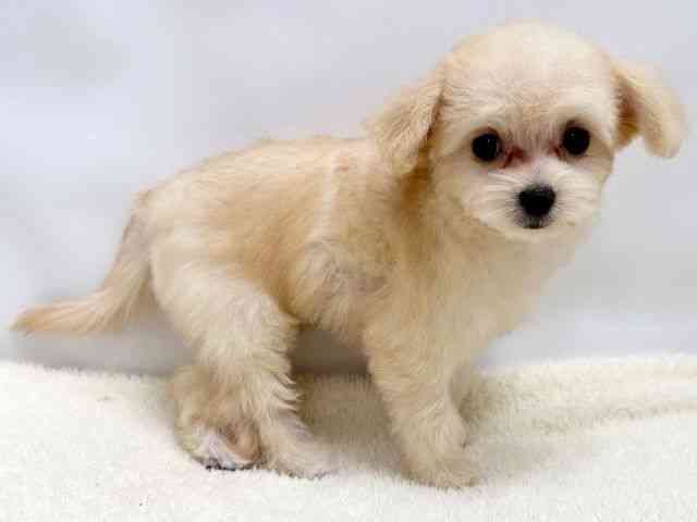 広島県のチワプー/プーチー(チワワ×プードル) (ひごペットフレンドリーゆめタウン廿日市店/2025年7月26日生まれ/女の子/アプリコット)の子犬の3枚目の画像