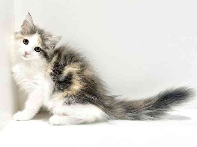 大阪府のサイベリアン (ひごペットフレンドリーイオン高槻店/2025年7月27日生まれ/女の子/ブルーパッチドタビーホワイト)の子猫の3枚目の画像