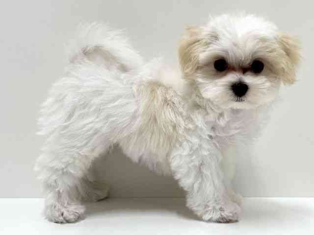 愛知県のマルプー(マルチーズ×プードル) (ひごペットフレンドリーららぽーと名古屋みなとアクルス店/2025年7月27日生まれ/男の子/クリームホワイト)の子犬の3枚目の画像