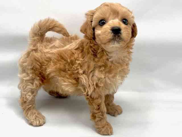 大阪府のハーフ犬・ミックス犬 (ひごペットフレンドリー東淀川店/2025年7月27日生まれ/男の子/クリーム)の子犬の3枚目の画像