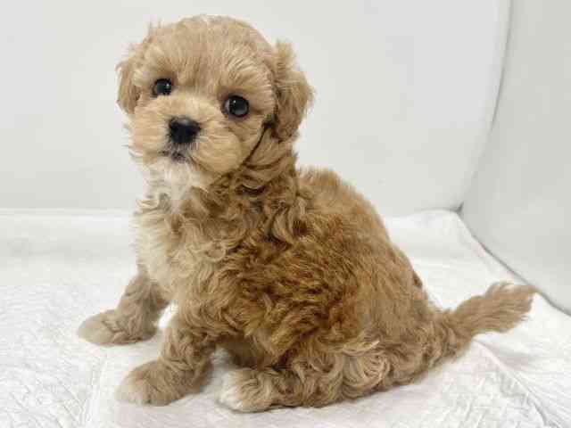 高知県のハーフ犬・ミックス犬 (ひごペットフレンドリーイオンモール高知店/2025年7月27日生まれ/女の子/クリーム)の子犬の3枚目の画像