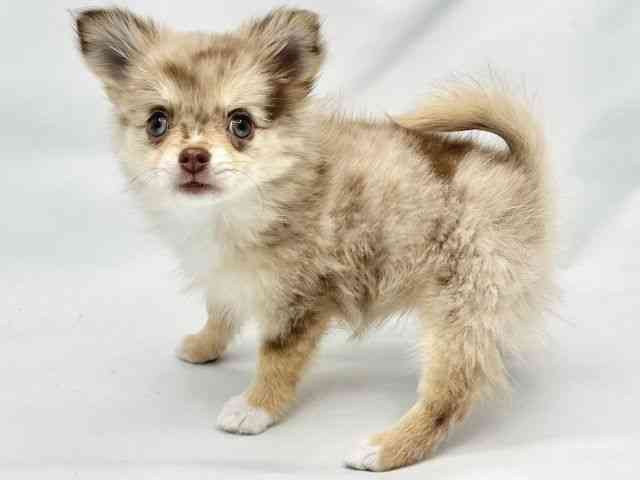 大阪府のポメチワ/チワポメ/ポメチー(ポメラニアン×チワワ) (ひごペットフレンドリーイトーヨーカドー津久野店/2025年7月25日生まれ/女の子/チョコレートマール)の子犬の3枚目の画像