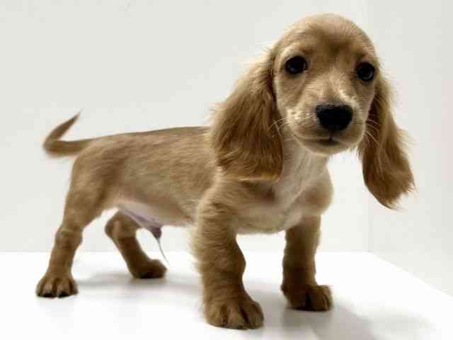 愛知県のミニチュアダックスフンド(ロング) (ひごペットフレンドリーららぽーと名古屋みなとアクルス店/2025年7月27日生まれ/男の子/レッド)の子犬の3枚目の画像