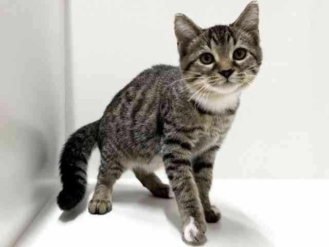 愛知県のジェネッタ (ひごペットフレンドリーららぽーと名古屋みなとアクルス店/2025年7月19日生まれ/男の子/ブラウンマッカレルタビーホワイト)の子猫の3枚目の画像