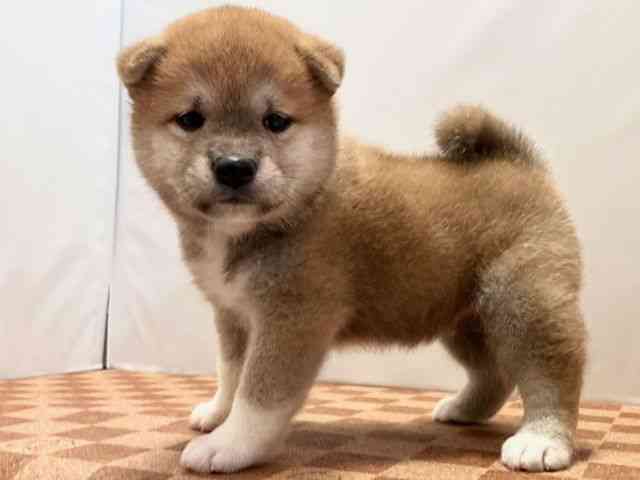 愛媛県の柴犬(標準サイズ) (ひごペットフレンドリーエミフルMASAKI店/2025年7月27日生まれ/男の子/赤)の子犬の3枚目の画像