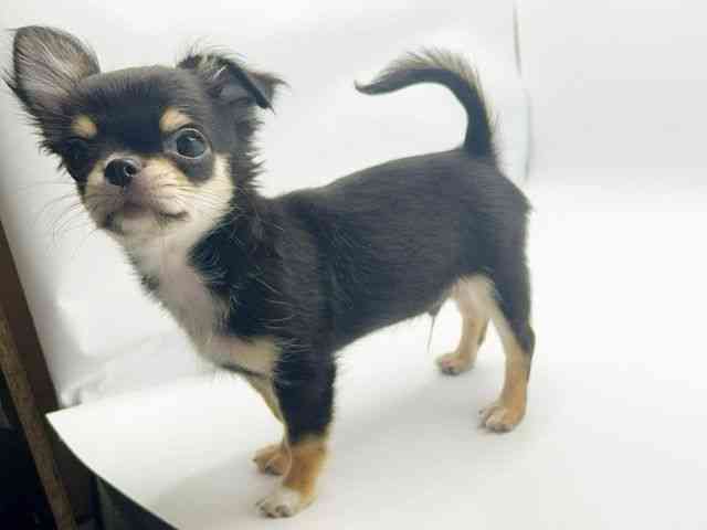 大阪府のチワワ(ロング) (ひごペットフレンドリーみのおキューズモール店/2025年7月26日生まれ/男の子/ブラックタン)の子犬の3枚目の画像