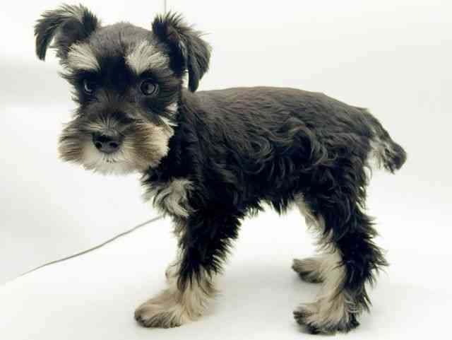 大阪府のミニチュアシュナウザー (ひごペットフレンドリーみのおキューズモール店/2025年7月29日生まれ/女の子/ブラックシルバー)の子犬の3枚目の画像