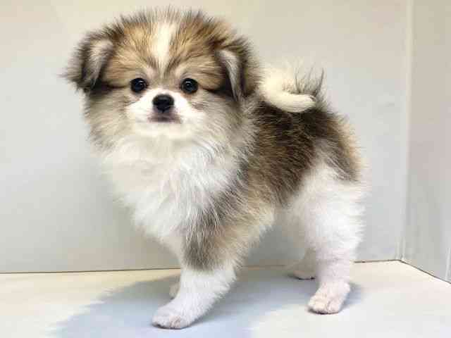 大阪府のポメチワ/チワポメ/ポメチー(ポメラニアン×チワワ) (ひごペットフレンドリーセブンパーク天美店/2025年8月2日生まれ/男の子/パーティーカラー)の子犬の3枚目の画像