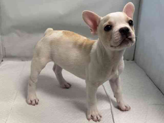 大阪府のフレンチブルドッグ (ひごペットフレンドリー堺プラットプラット店/2025年7月31日生まれ/女の子/クリームホワイト)の子犬の3枚目の画像