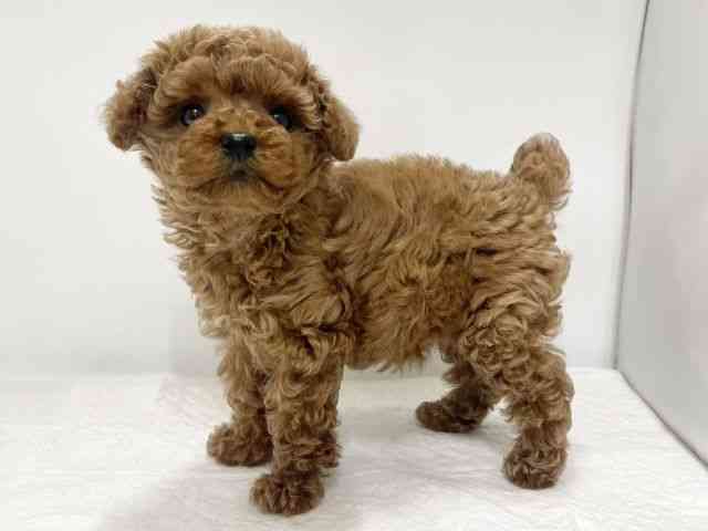 高知県のトイプードル(トイ) (ひごペットフレンドリーイオンモール高知店/2025年8月2日生まれ/女の子/レッド)の子犬の3枚目の画像