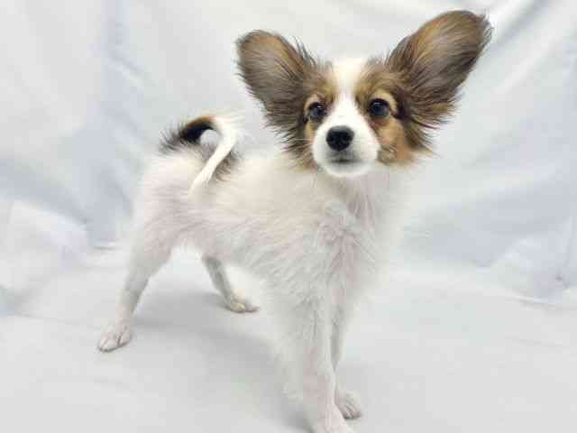 大阪府のパピヨン (ひごペットフレンドリーイトーヨーカドー津久野店/2025年8月3日生まれ/男の子/ホワイトセーブル)の子犬の3枚目の画像