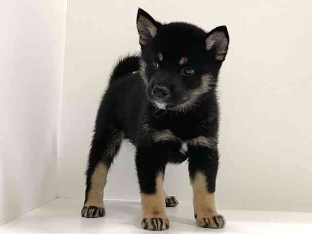 兵庫県の柴犬(標準サイズ) (ひごペットフレンドリーイトーヨーカドー明石店/2025年8月3日生まれ/男の子/黒)の子犬の3枚目の画像