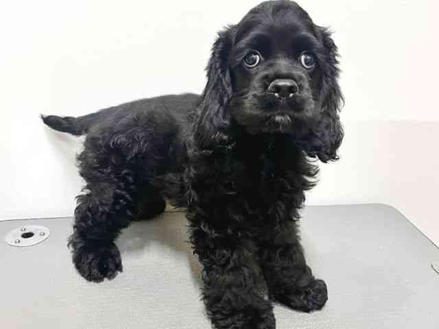 大阪府のアメリカンコッカースパニエル (ひごペットフレンドリーイトーヨーカドー津久野店/2025年7月30日生まれ/男の子/ブラック)の子犬の3枚目の画像