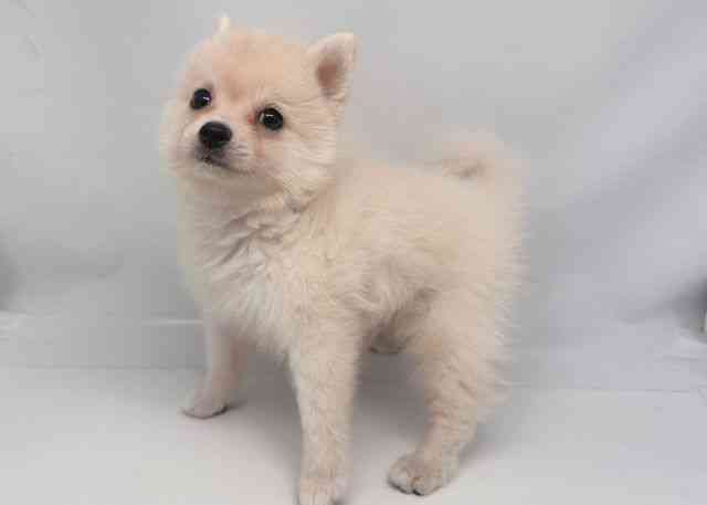 鳥取県のポメ柴/豆ポメ/ポメ豆柴(ポメラニアン×柴犬) (ひごペットフレンドリーイオンモール鳥取北店/2025年8月4日生まれ/男の子/クリーム)の子犬の3枚目の画像