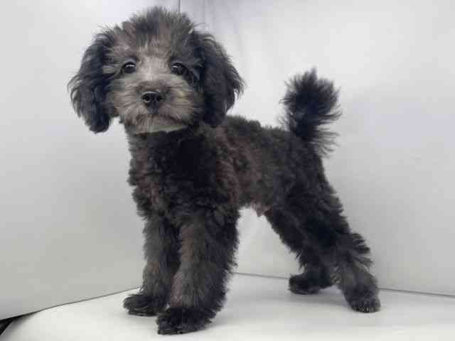 兵庫県のトイプードル(トイ) (ひごペットフレンドリーイオンタウン加古川店/2025年8月3日生まれ/男の子/シルバー)の子犬の3枚目の画像