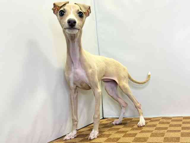 愛媛県のイタリアングレーハウンド (ひごペットフレンドリーエミフルMASAKI店/2025年8月4日生まれ/女の子/フォーンホワイト)の子犬の3枚目の画像