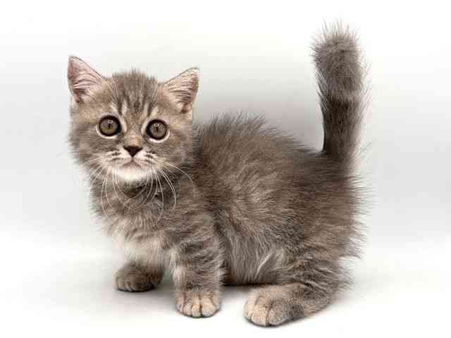 奈良県のミヌエット (ひごペットフレンドリー田原本店/2025年8月9日生まれ/男の子/ブルータビー)の子猫の3枚目の画像