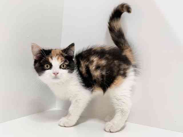 奈良県のスコティッシュフォールド (ひごペットフレンドリーイオンモール橿原ウエストビレッジ店/2025年8月10日生まれ/女の子/キャリコ)の子猫の3枚目の画像