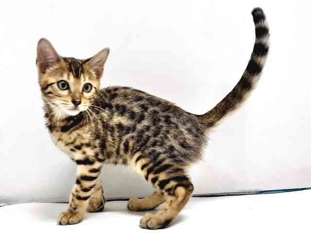 奈良県のベンガル (ひごペットフレンドリー奈良パワーシティ店/2025年8月5日生まれ/女の子/ブラウンスポットタビー)の子猫の3枚目の画像