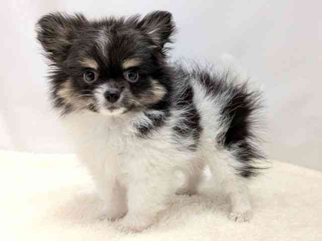 広島県のポメチワ/チワポメ/ポメチー(ポメラニアン×チワワ) (ひごペットフレンドリーゆめタウン廿日市店/2025年8月8日生まれ/女の子/ブラックホワイト)の子犬の3枚目の画像