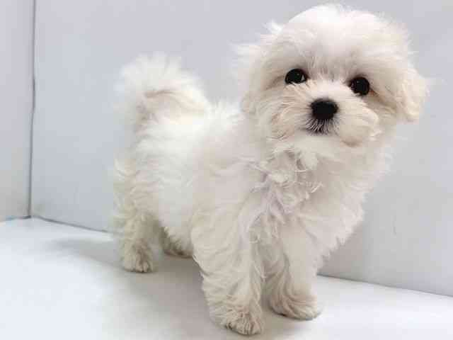 奈良県のマルチーズ (ひごペットフレンドリー奈良パワーシティ店/2025年8月6日生まれ/女の子/ホワイト)の子犬の3枚目の画像