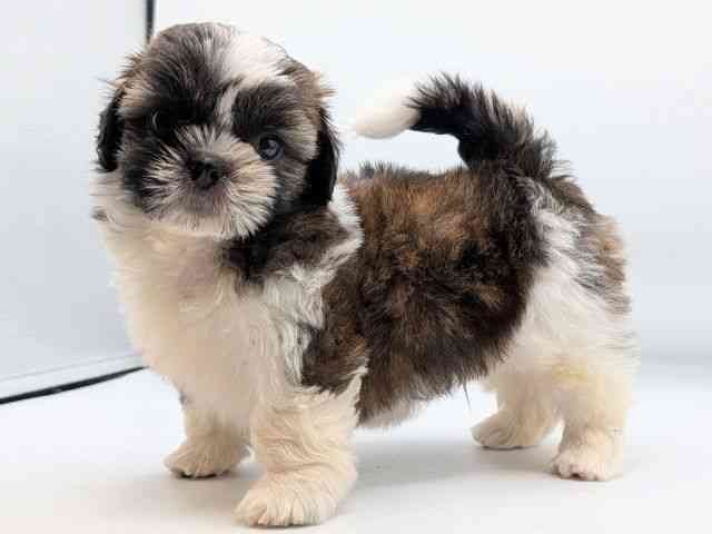 香川県のシーズー (ひごペットフレンドリーゆめタウン高松店/2025年8月8日生まれ/男の子/ホワイトゴールド)の子犬の3枚目の画像